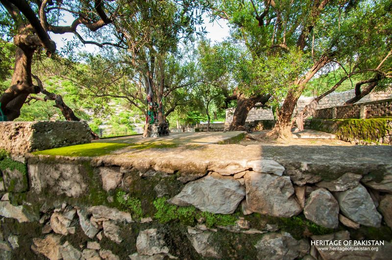Ancient tree anchors monastic courtyard ruins within hills